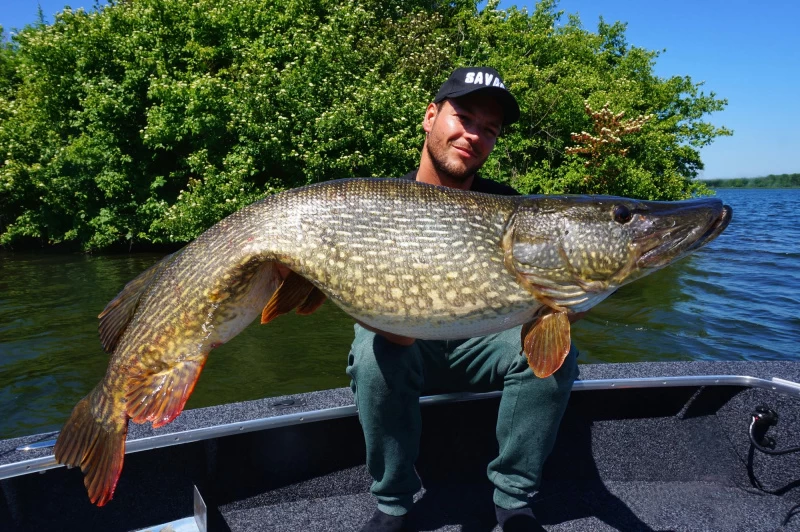 Savage Gear 4D Linethru Roach 25cm, 216g Sinking 2 Savage Gear 4D Linethru Roach 25cm, 216g Sinking – Image 2